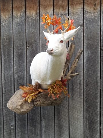 11128715_417895555056404_3834373650903785810_n.jpg 11128715_417895555056404_3834373650903785810_n.jpg