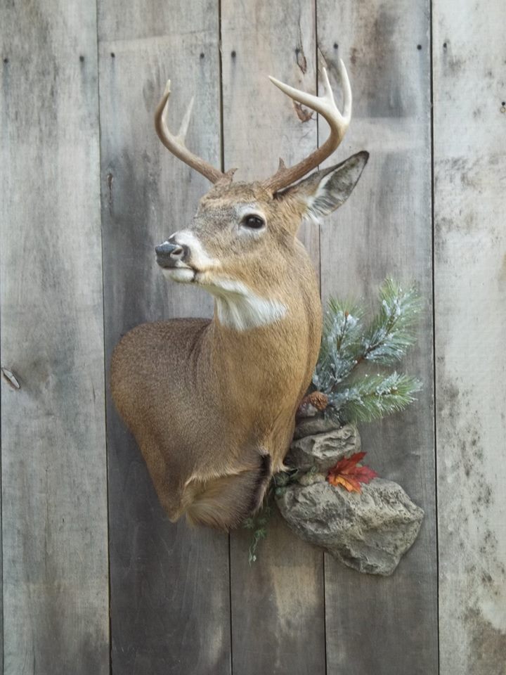 11149520_415298255316134_47424783712578511_n.jpg 11149520_415298255316134_47424783712578511_n.jpg