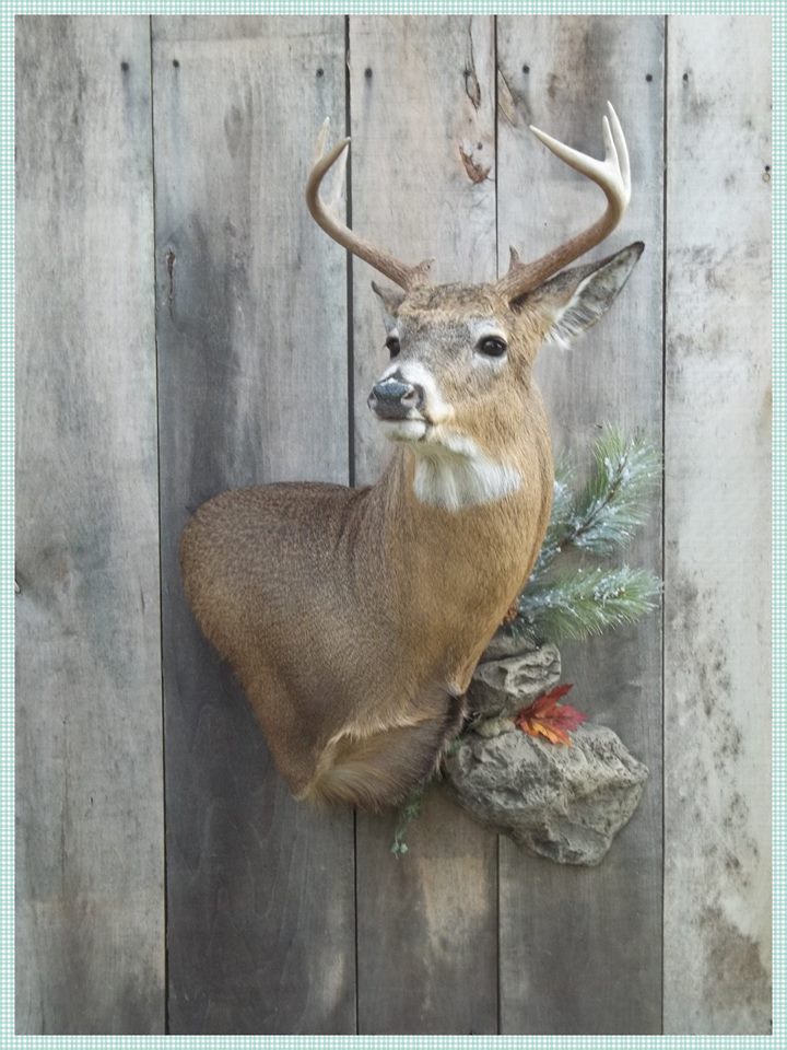 11150276_415298001982826_4819270860158252934_n.jpg 11150276_415298001982826_4819270860158252934_n.jpg