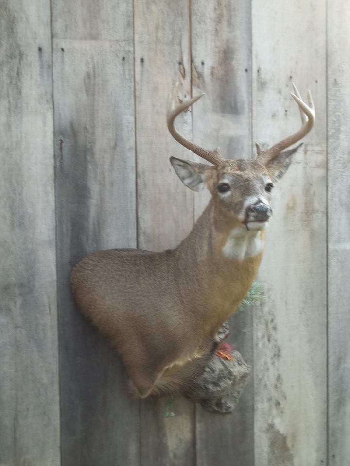 11150481_415298098649483_5311802871195742060_n.jpg 11150481_415298098649483_5311802871195742060_n.jpg