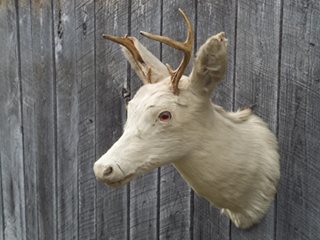 11188299_417895755056384_8980068284829131282_n.jpg 11188299_417895755056384_8980068284829131282_n.jpg