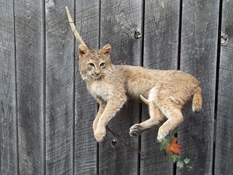 1471892_411061292406497_7717934972211200195_n.jpg 1471892_411061292406497_7717934972211200195_n.jpg