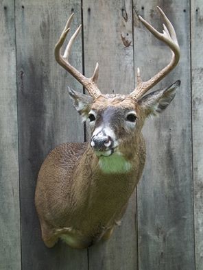 11229781_424728984373061_6316610626742434468_n.jpg 11229781_424728984373061_6316610626742434468_n.jpg