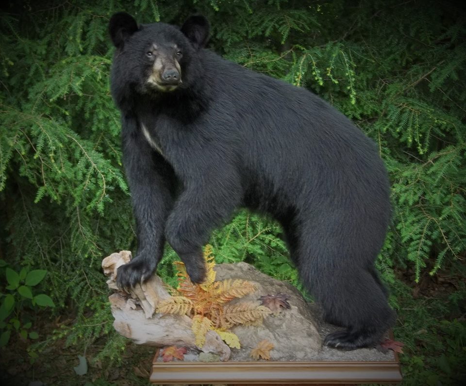 11412301_441938125985480_5822292295963677841_n.jpg 11412301_441938125985480_5822292295963677841_n.jpg