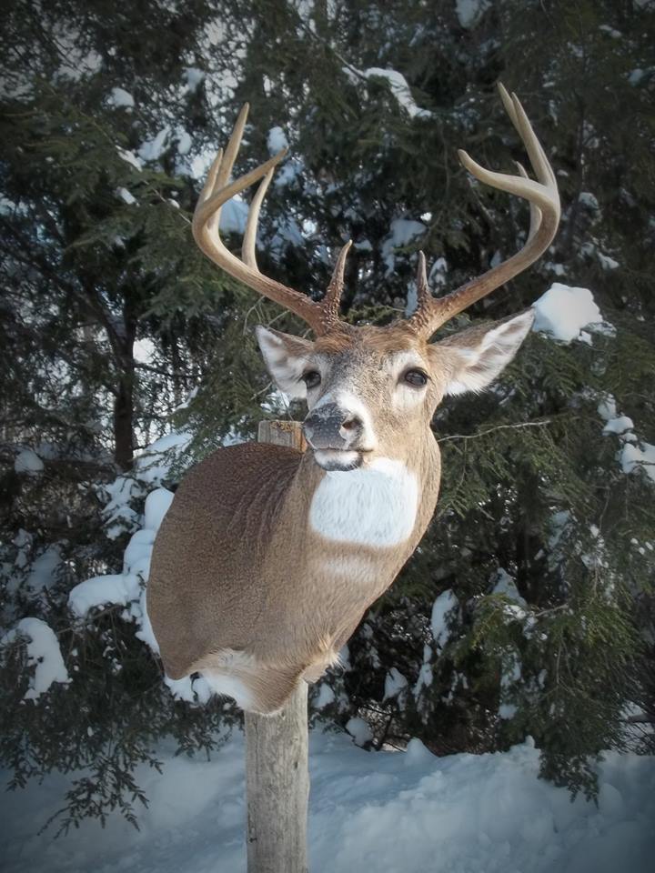 12573118_515461671966458_7131438115885356166_n.jpg 12573118_515461671966458_7131438115885356166_n.jpg