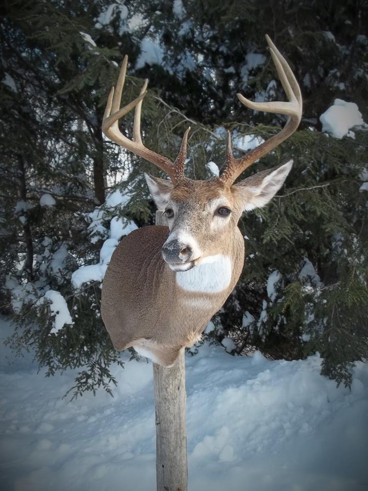 12592217_515461541966471_2033490912651035569_n.jpg 12592217_515461541966471_2033490912651035569_n.jpg