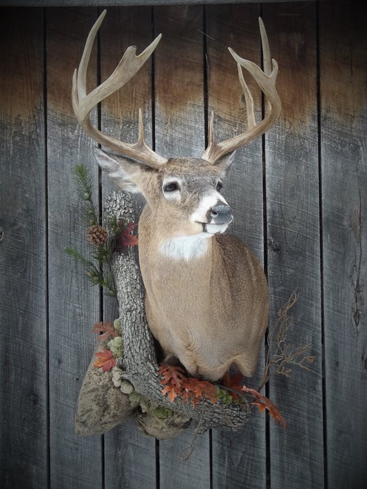 10399455_521343454711613_8393538051334940961_n.jpg 10399455_521343454711613_8393538051334940961_n.jpg