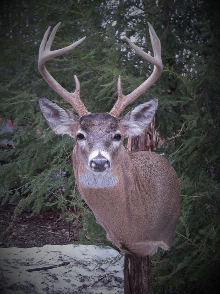 12643032_518824044963554_4707302200396900595_n.jpg 12643032_518824044963554_4707302200396900595_n.jpg