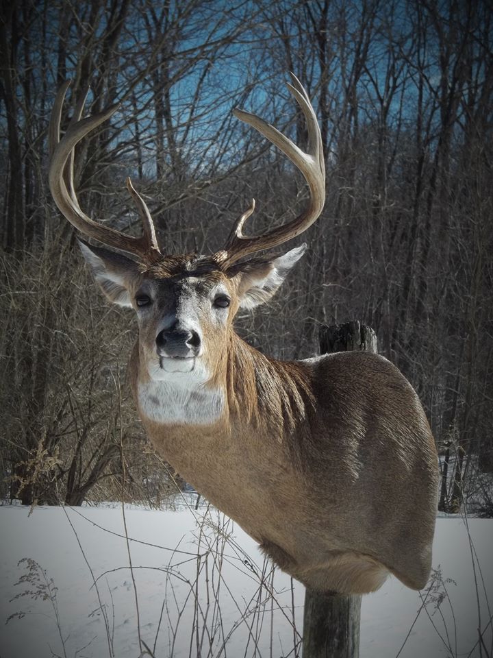 12654408_517323138446978_7597439448814699741_n.jpg 12654408_517323138446978_7597439448814699741_n.jpg