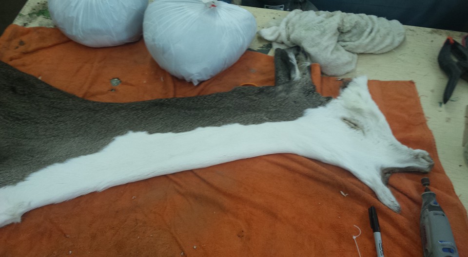 12814665_1093299230702236_3744075211371868642_n.jpg 12814665_1093299230702236_3744075211371868642_n.jpg