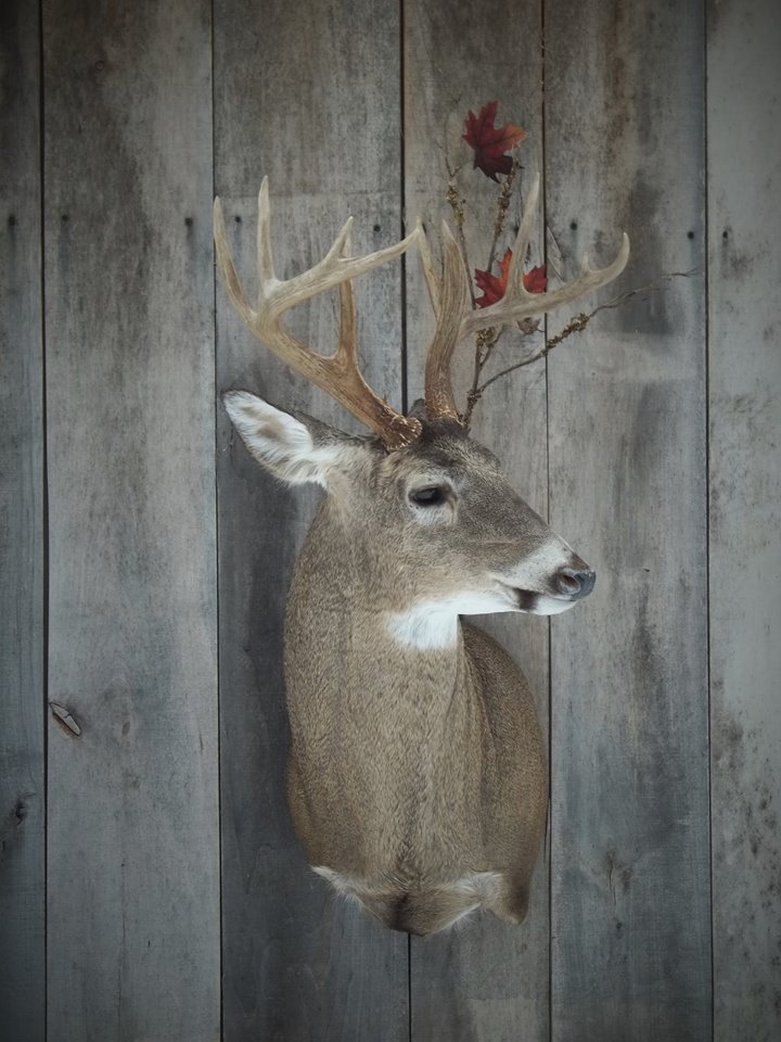 12718087_548178512028107_4434298952293795599_n-1.jpg 12718087_548178512028107_4434298952293795599_n-1.jpg