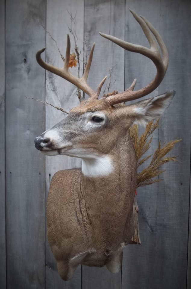 12924373_545837442262214_4981476249219059181_n.jpg 12924373_545837442262214_4981476249219059181_n.jpg