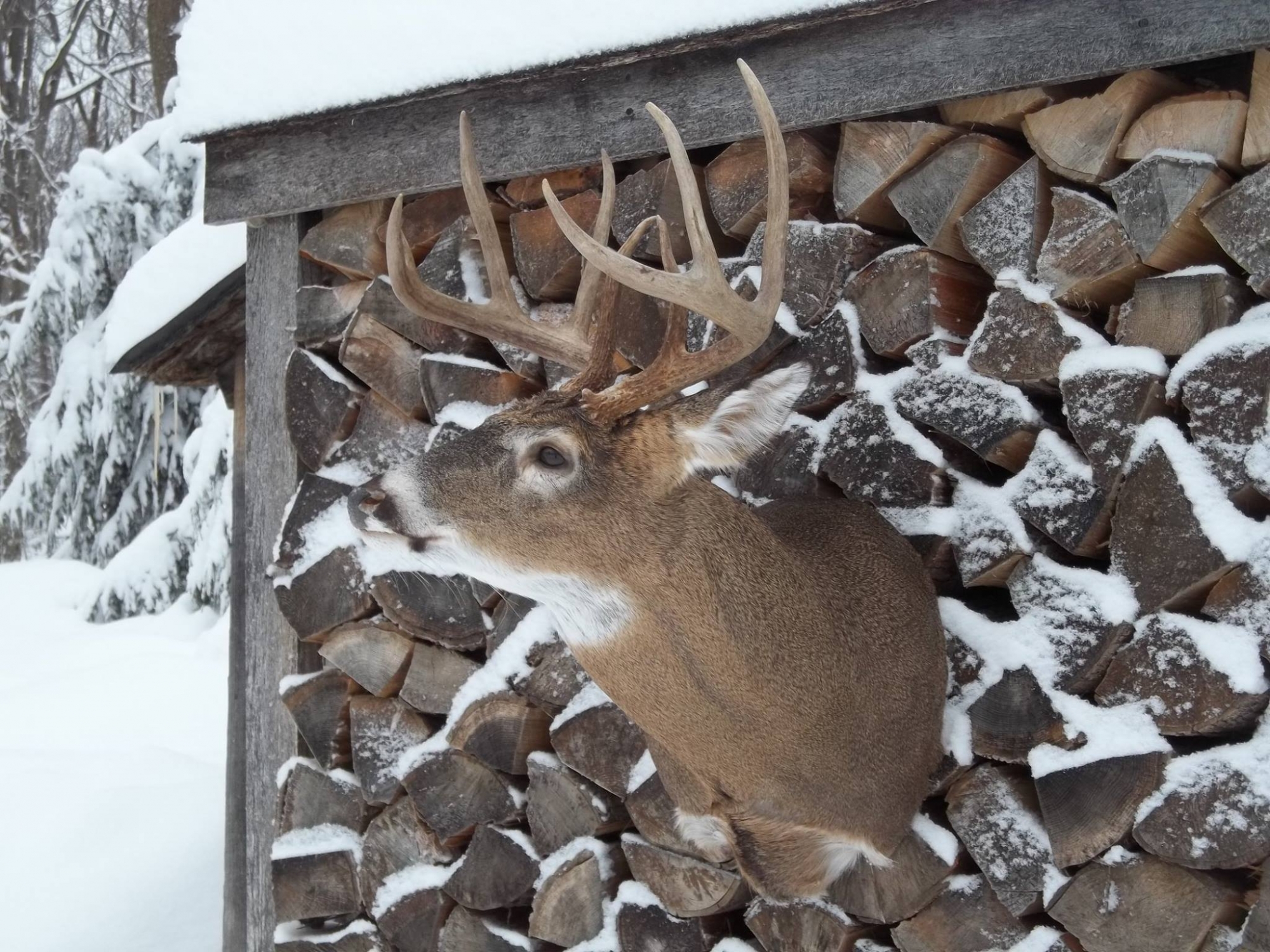 12291210_496038343908791_8789611201273503617_o.jpg 12291210_496038343908791_8789611201273503617_o.jpg