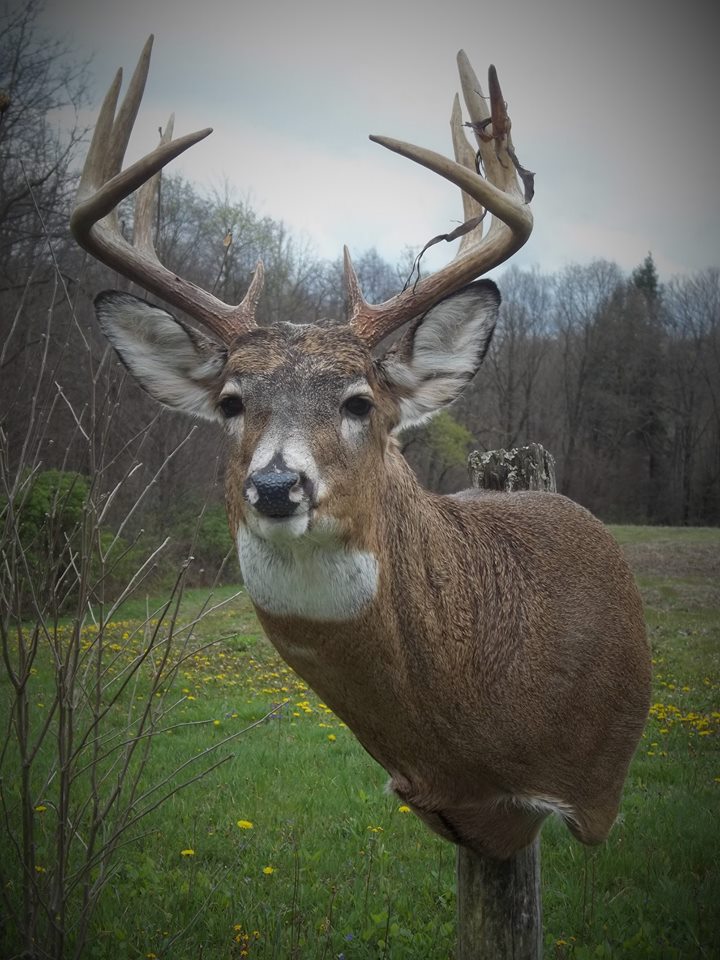 13076893_556478961198062_5302838386294869574_n.jpg 13076893_556478961198062_5302838386294869574_n.jpg