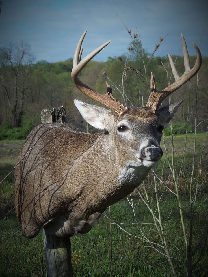 13174126_561802727332352_8353876389490692400_n.jpg 13174126_561802727332352_8353876389490692400_n.jpg