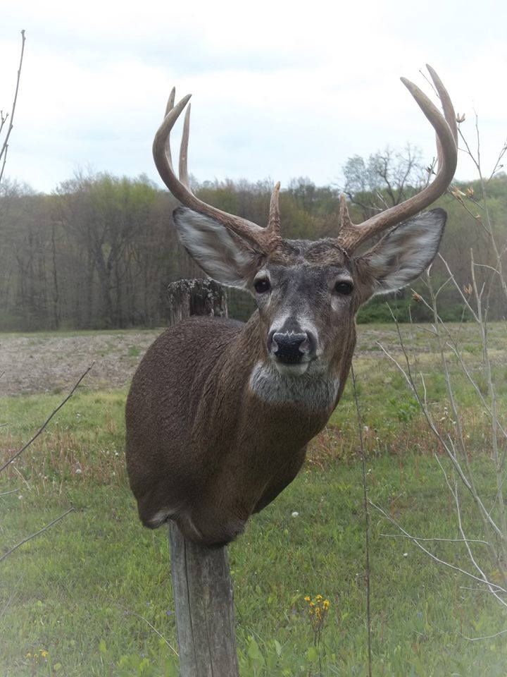 13177629_561890580656900_2077959474718928153_n.jpg 13177629_561890580656900_2077959474718928153_n.jpg