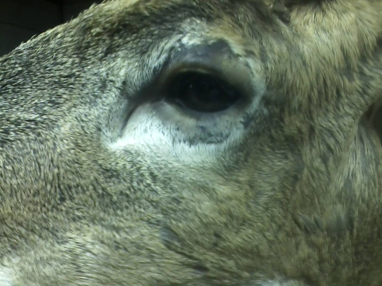 13383807_570224653156826_1943753268_o.jpg 13383807_570224653156826_1943753268_o.jpg