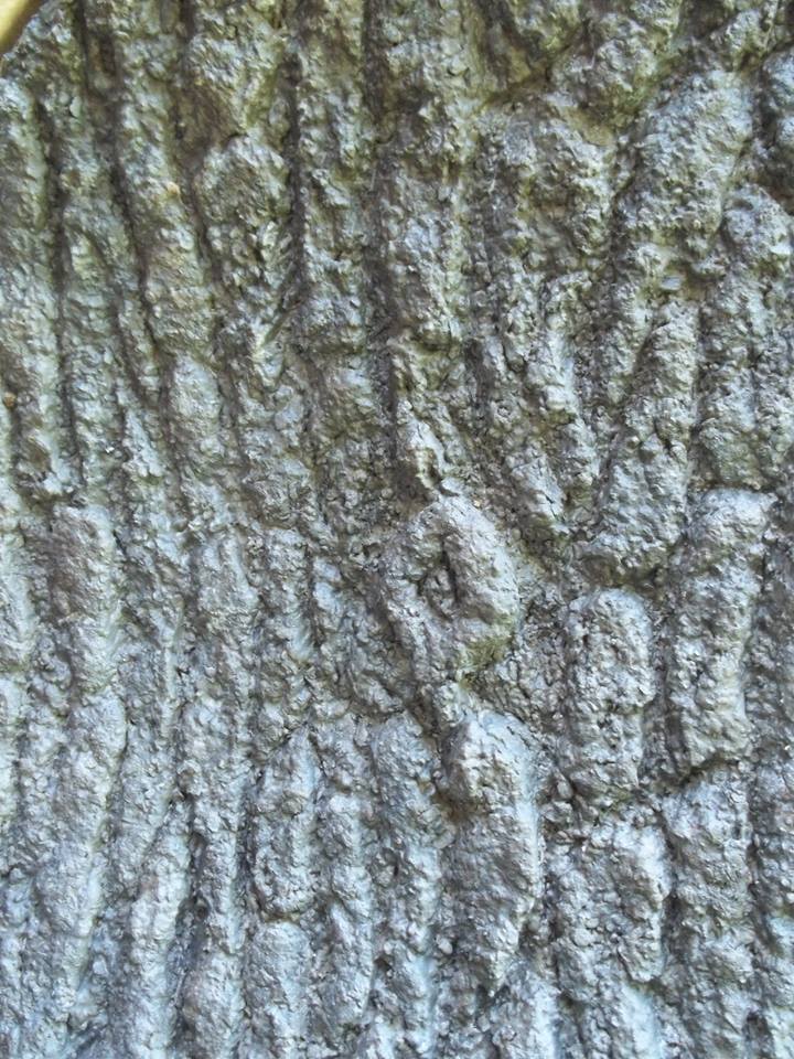 13412905_574930659352892_6549633059835343871_n.jpg 13412905_574930659352892_6549633059835343871_n.jpg