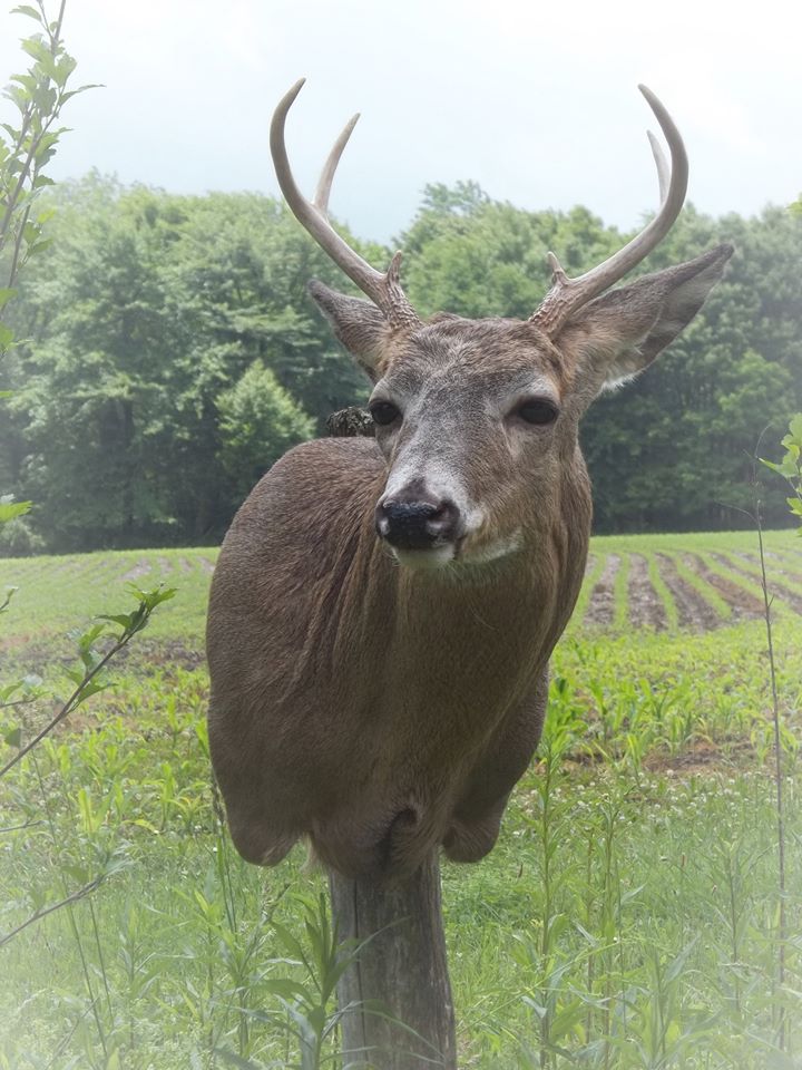 13516227_576389872540304_1259243672850890324_n.jpg 13516227_576389872540304_1259243672850890324_n.jpg