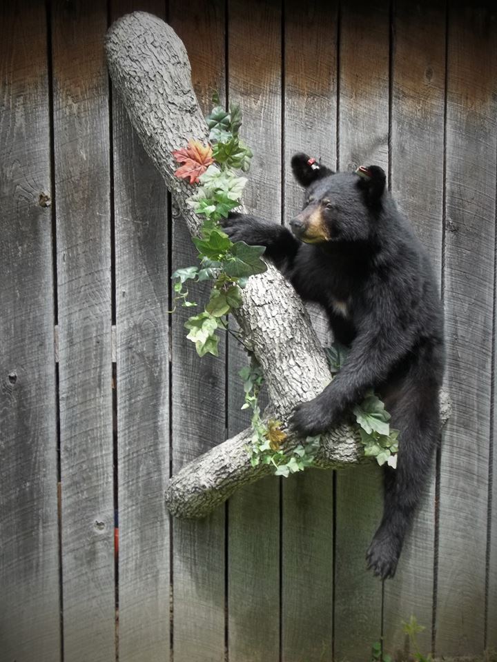 13681064_590871471092144_3571003787875936101_n.jpg 13681064_590871471092144_3571003787875936101_n.jpg