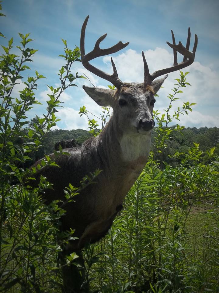 13692477_586963031482988_340192385848376507_n.jpg 13692477_586963031482988_340192385848376507_n.jpg