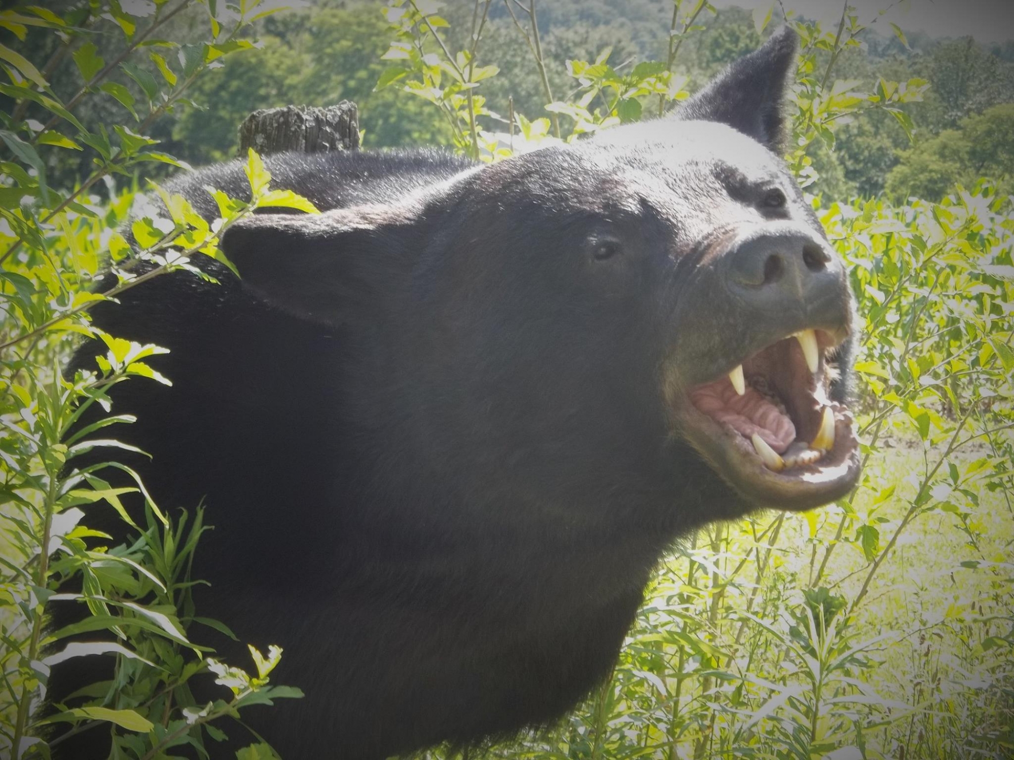 13717309_588316368014321_3919322916170858444_o.jpg 13717309_588316368014321_3919322916170858444_o.jpg