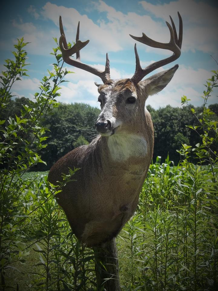 13718682_586963141482977_4018657946364134457_n.jpg 13718682_586963141482977_4018657946364134457_n.jpg