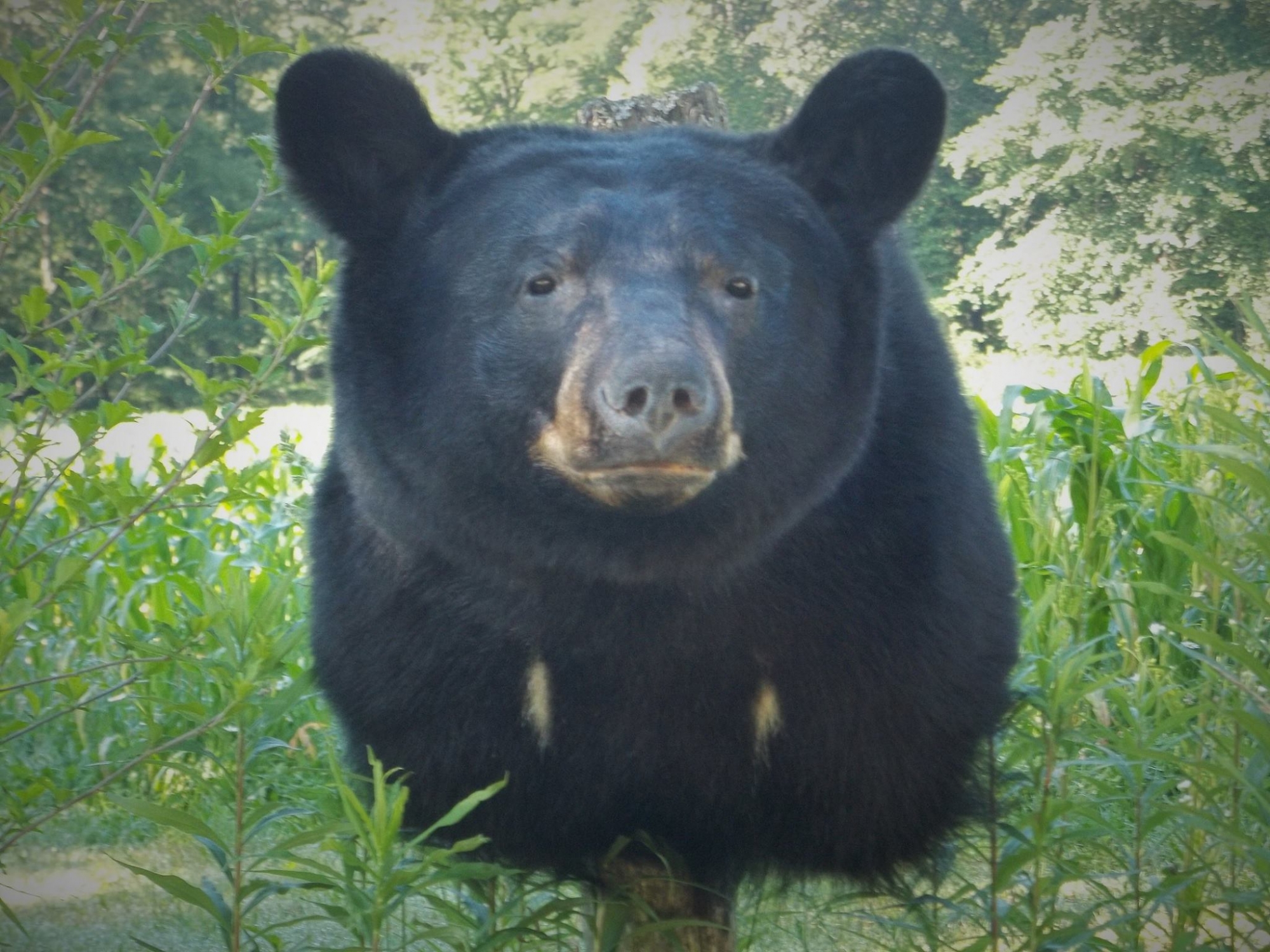 13719605_586830028162955_6543916097078484286_o.jpg 13719605_586830028162955_6543916097078484286_o.jpg