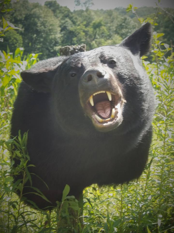 13754429_588316394680985_2660064264032713030_n.jpg 13754429_588316394680985_2660064264032713030_n.jpg