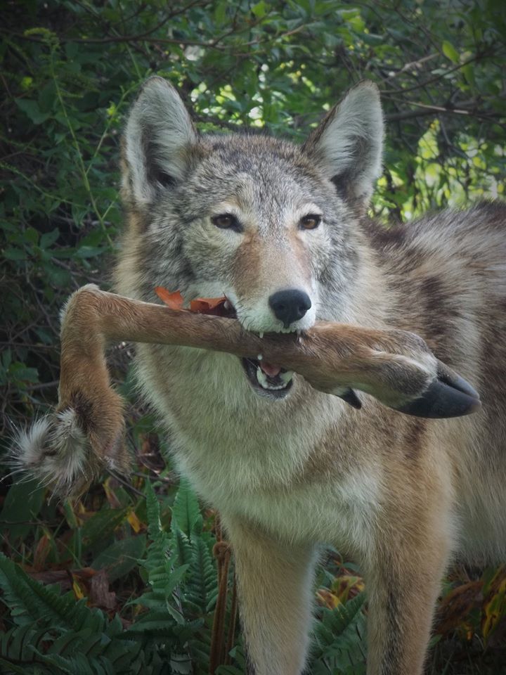 14100296_605799312932693_6142356680188429772_n.jpg 14100296_605799312932693_6142356680188429772_n.jpg