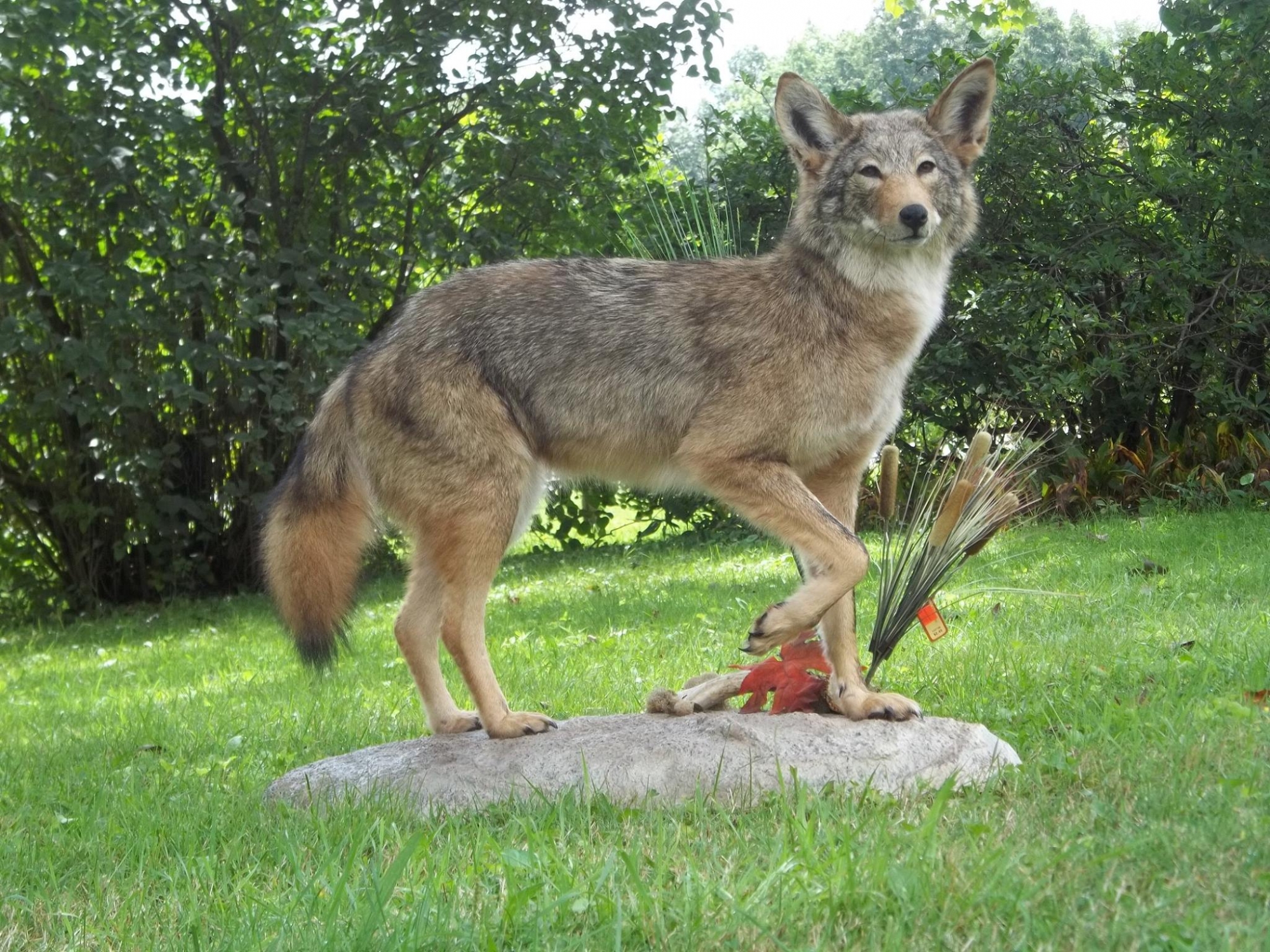 14124428_606259042886720_2384683658312841769_o.jpg 14124428_606259042886720_2384683658312841769_o.jpg