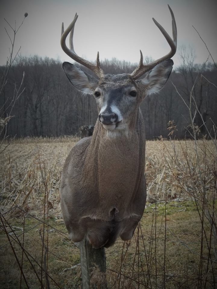 15822570_674036346108989_1086672999980563258_n.jpg 15822570_674036346108989_1086672999980563258_n.jpg