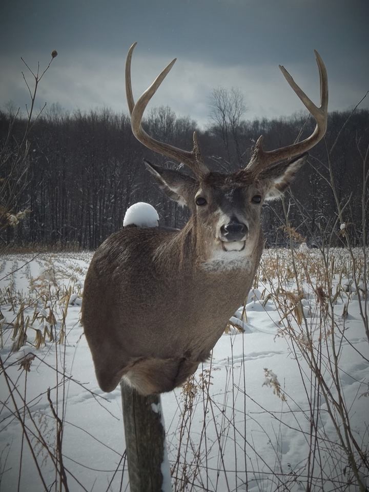 15894898_674576349388322_8083386868324449297_n.jpg 15894898_674576349388322_8083386868324449297_n.jpg