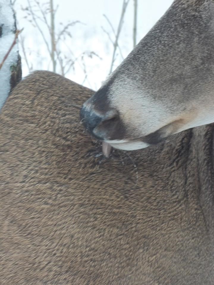 16114494_684823158363641_7095448626869684453_n.jpg 16114494_684823158363641_7095448626869684453_n.jpg