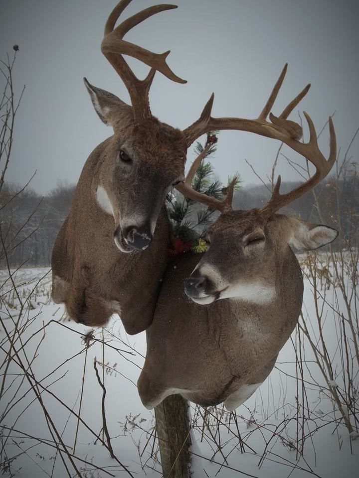 16265291_1245386435556089_1389518776304190289_n.jpg 16265291_1245386435556089_1389518776304190289_n.jpg