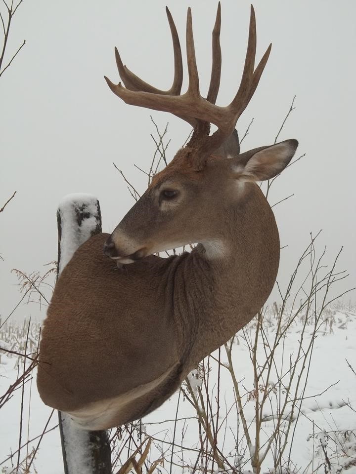 16265692_684822515030372_1645057493799620633_n.jpg 16265692_684822515030372_1645057493799620633_n.jpg