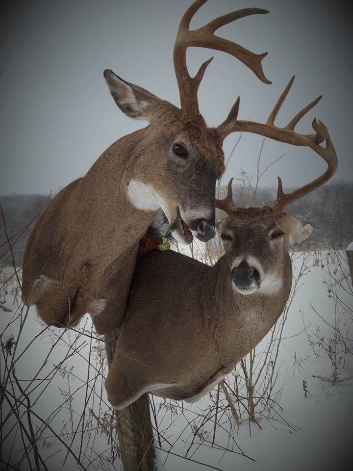 16425928_1245386085556124_5771038424520548853_n.jpg 16425928_1245386085556124_5771038424520548853_n.jpg