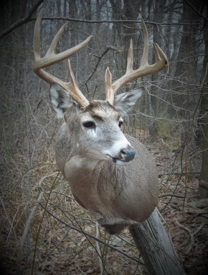 16832165_701002690079021_6152151273304358404_n.jpg 16832165_701002690079021_6152151273304358404_n.jpg