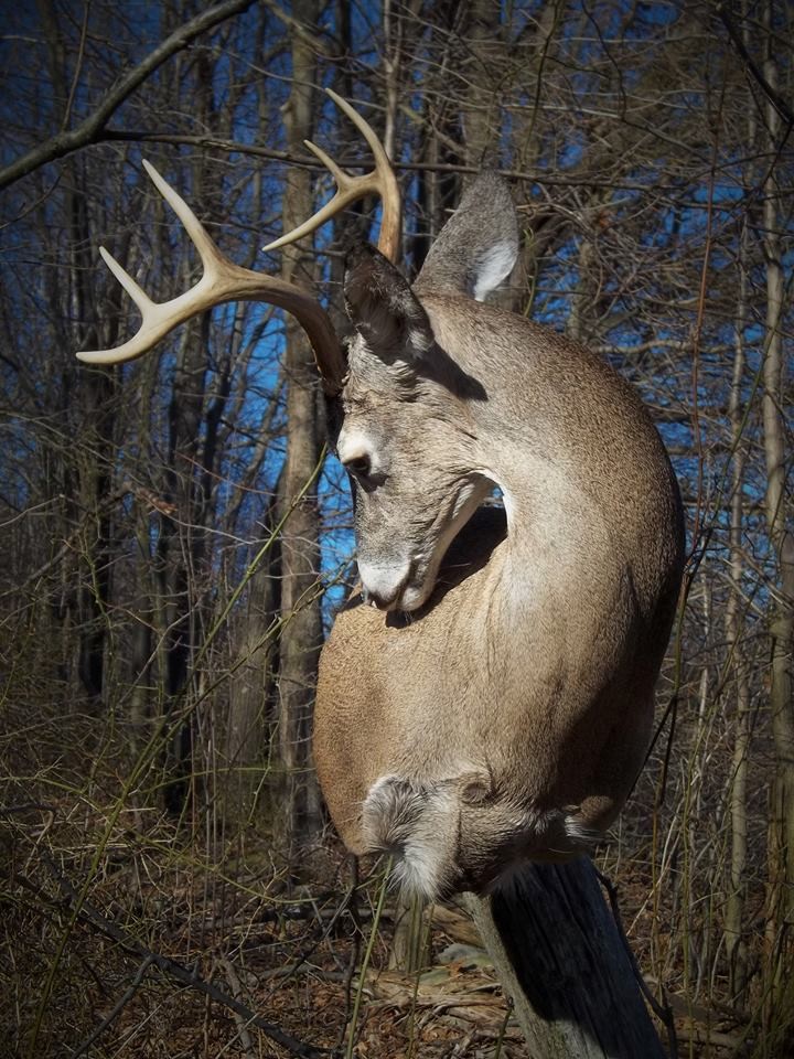 16996240_703102153202408_3488898888860231788_n.jpg 16996240_703102153202408_3488898888860231788_n.jpg