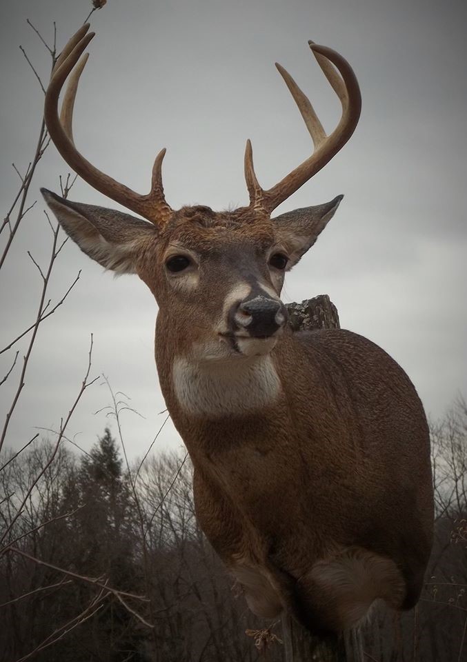 17017034_703479399831350_890209224756923654_o.jpg 17017034_703479399831350_890209224756923654_o.jpg