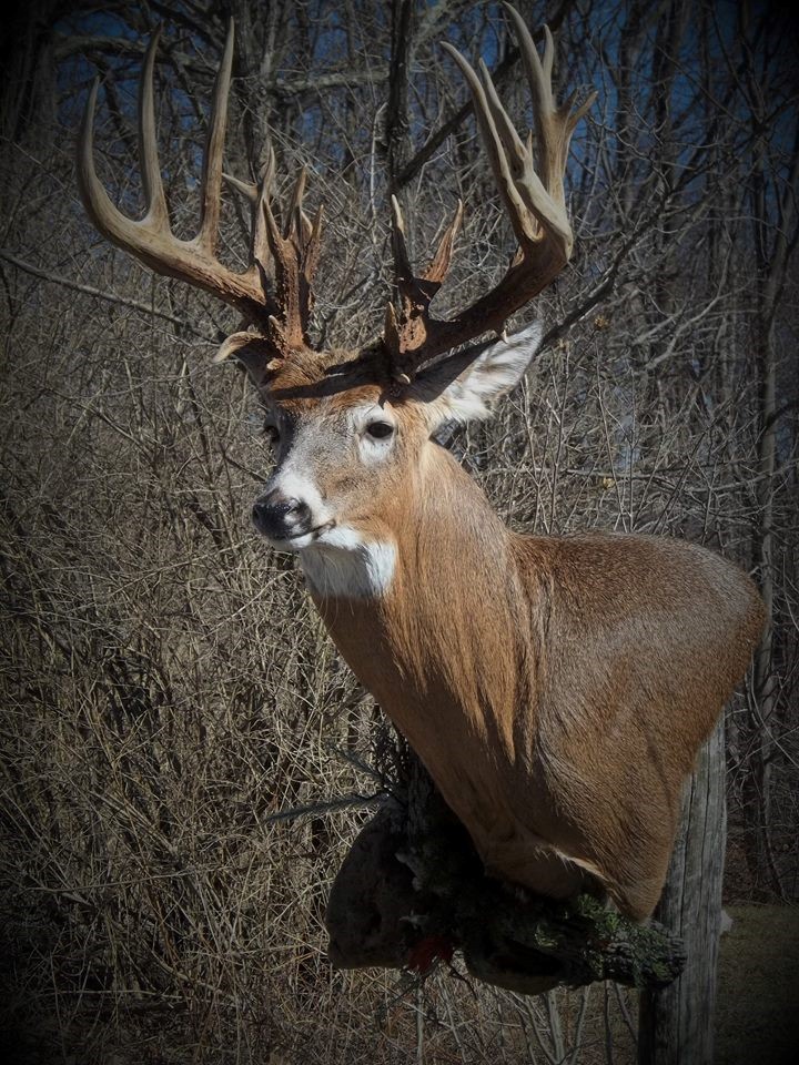 17362898_716583901854233_9101561018584421605_n.jpg 17362898_716583901854233_9101561018584421605_n.jpg