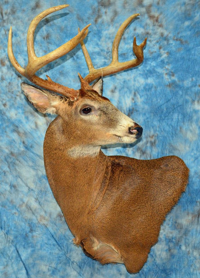 Diss-buck12.jpg Diss-buck12.jpg