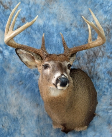 Dold33.jpg Dold33.jpg