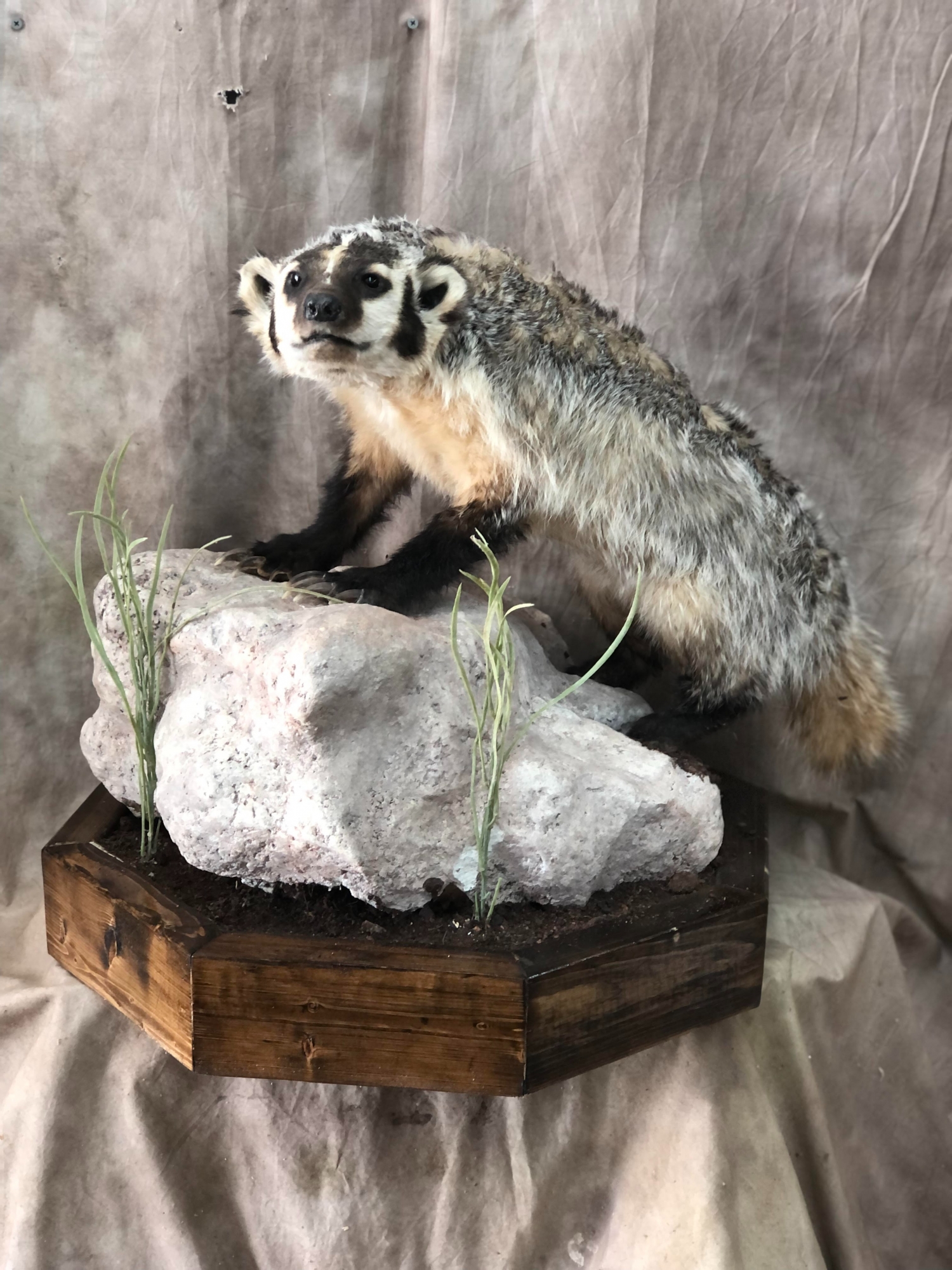 Badger5.jpg Badger5.jpg