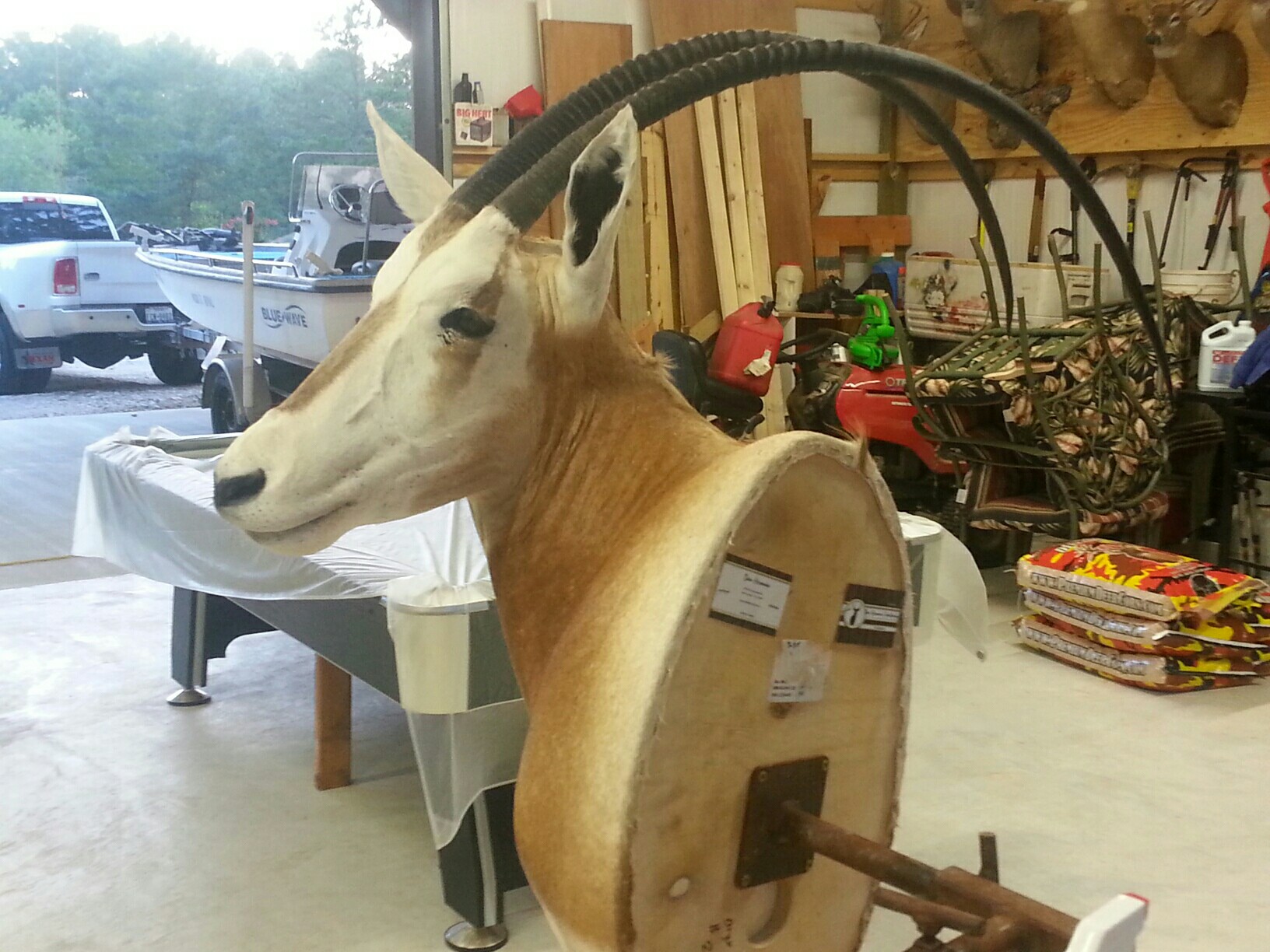 oryx2.jpeg oryx2.jpeg