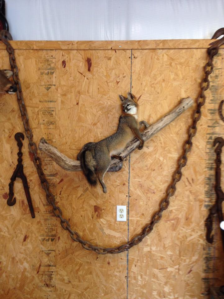 11182053_1069799446368029_3781356461420052884_n.jpg 11182053_1069799446368029_3781356461420052884_n.jpg