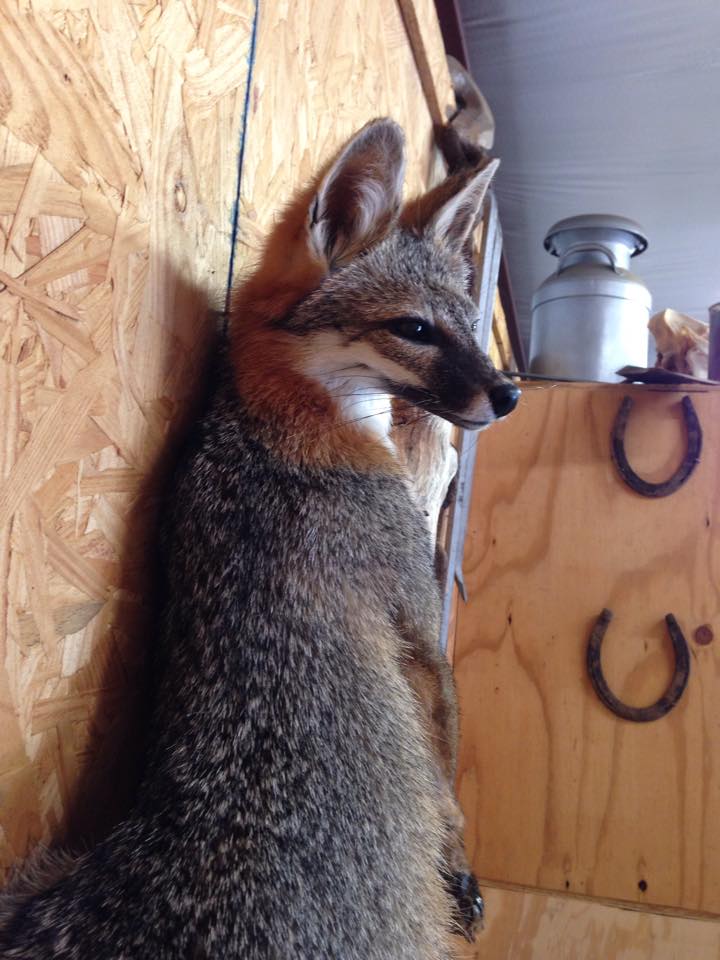 11188364_1069799393034701_4848022370270482324_n.jpg 11188364_1069799393034701_4848022370270482324_n.jpg