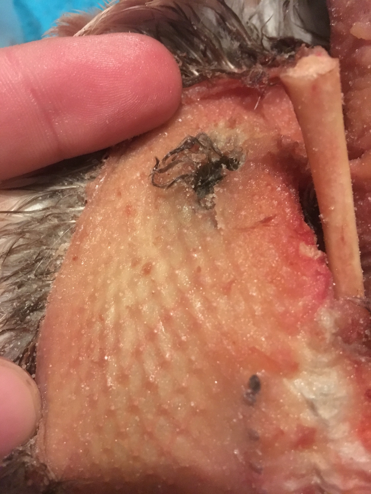 IMG_4414-4.jpg IMG_4414-4.jpg