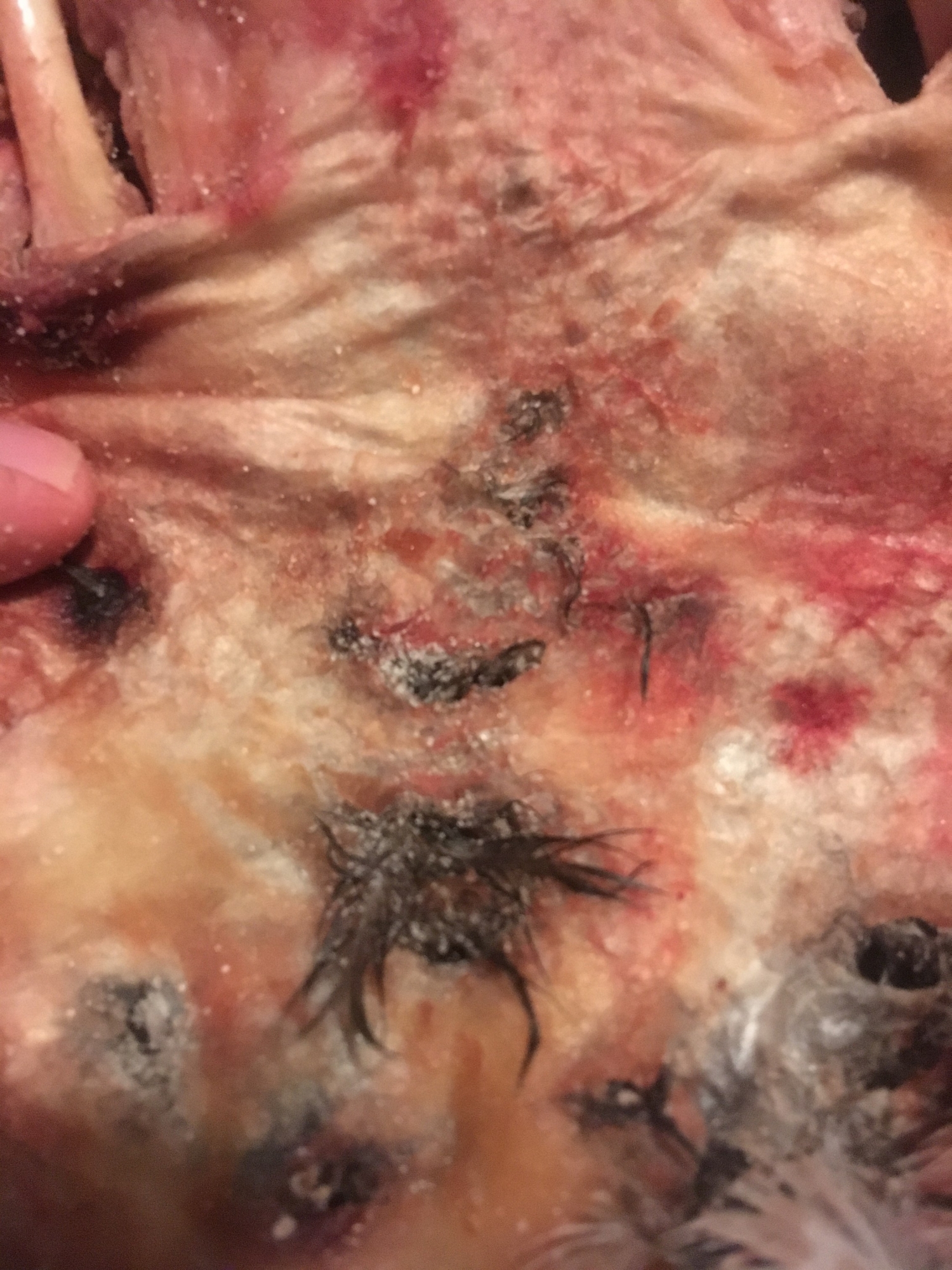 IMG_4417-2.jpg IMG_4417-2.jpg