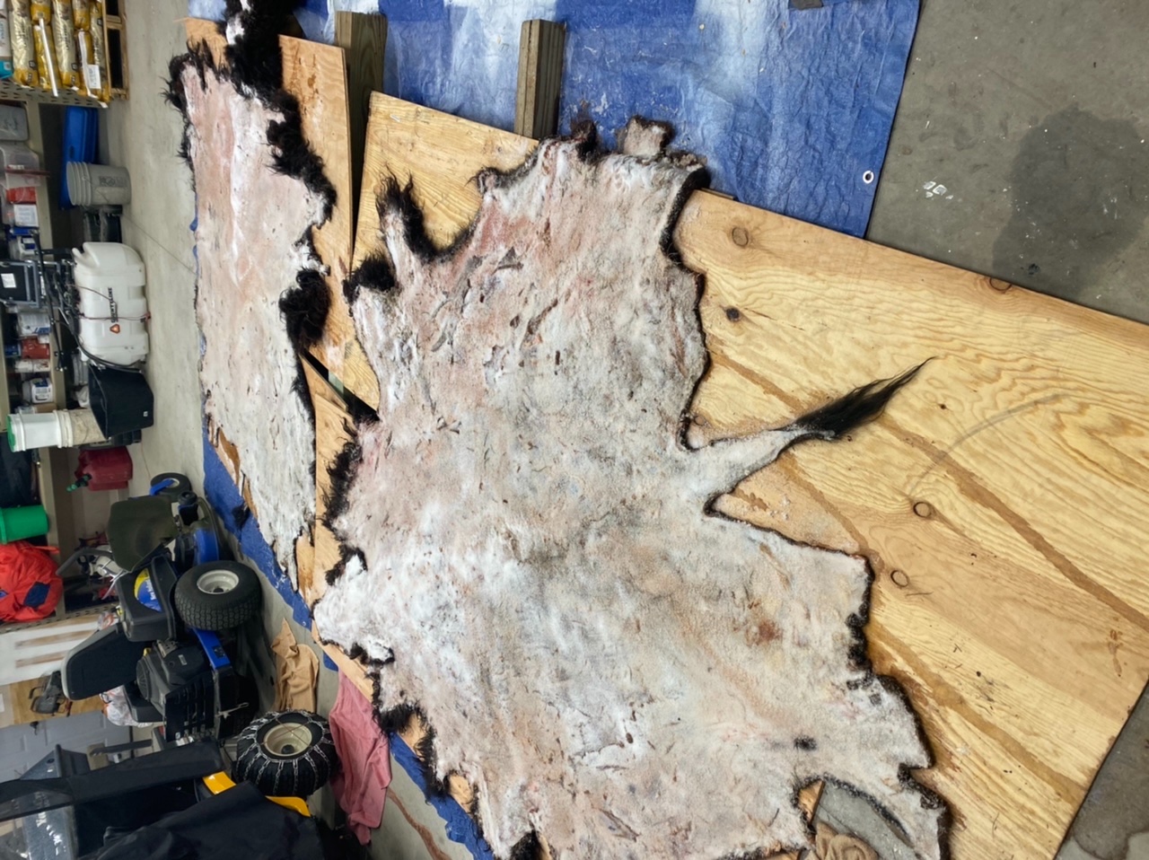 691F2D71-D09B-4864-B4FB-8C4E1D3FC8DC.jpeg 691F2D71-D09B-4864-B4FB-8C4E1D3FC8DC.jpeg